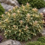 Osmant rôznolistý (Osmanthus heterophyllus) ‘TRICOLOR’ - výška 20-30 ks, kont. C2L